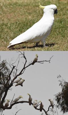 AUSTRALIA: IT’S FOR THE BIRDS (SERIOUSLY!) Guest Post by Caroline Hatton