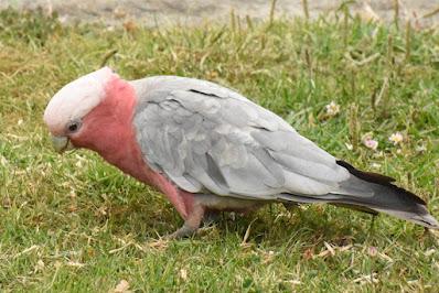 AUSTRALIA: IT’S FOR THE BIRDS (SERIOUSLY!) Guest Post by Caroline Hatton