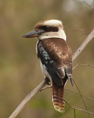 AUSTRALIA: IT’S FOR THE BIRDS (SERIOUSLY!) Guest Post by Caroline Hatton