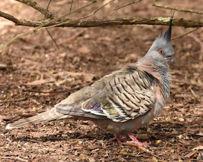 AUSTRALIA: IT’S FOR THE BIRDS (SERIOUSLY!) Guest Post by Caroline Hatton