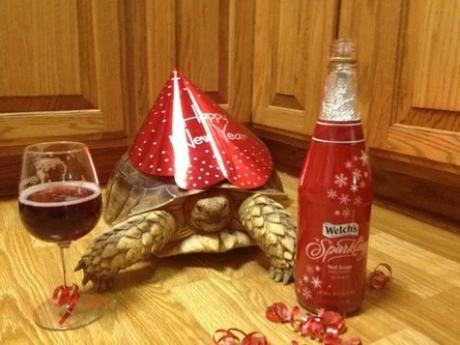 Tortoise that looks like it has a hangover