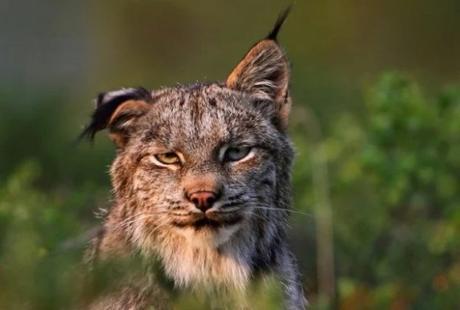 Lynx that looks like it has a hangover