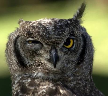 Owl that looks like it has a hangover