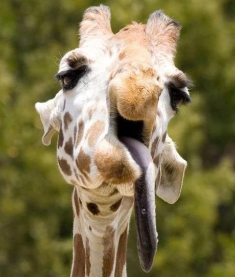 Giraffe that looks like it has a hangover