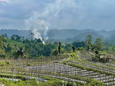 A terraced agricultural field surrounded by tropical trees and hills, with smoke rising in the distance.