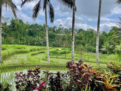 A serene view of terraced rice fields surrounded by lush vegetation and tall palm trees in a tropical landscape.