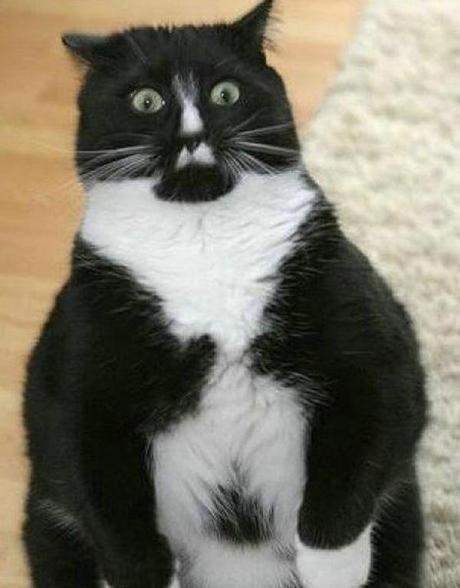 Surprised Cat