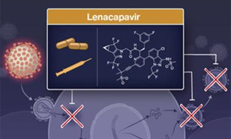 Lenacapavir Injection Lowers HIV Risk