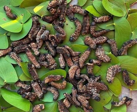 Mopane Worms: South Africa