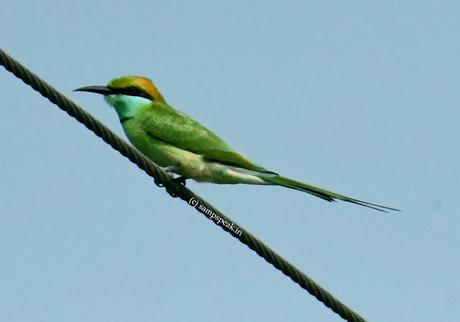 Green bee-eater spotted !!