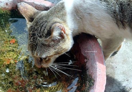 Cat drinking water