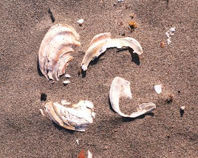 On the beach