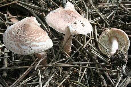 Deadly Dapperling (Lepiota brunneoincarnata)