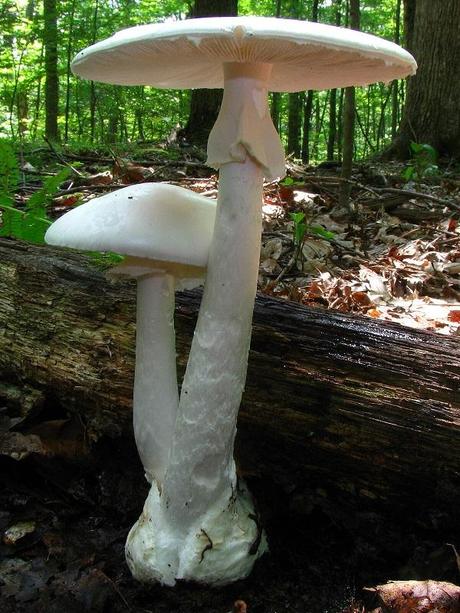 Destroying Angel (Amanita bisporigera)