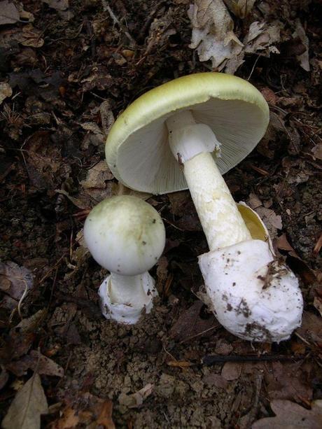 Nature’s Deadliest Fungi: Ten Poisonous Mushrooms You Should Avoid