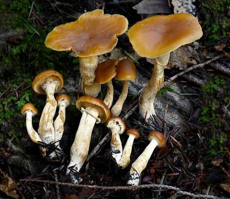 Autumn Skullcap (Galerina marginata)