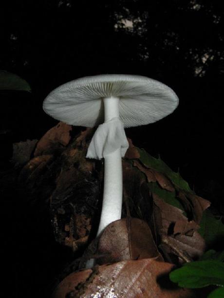 Fool’s Mushroom (Amanita verna)