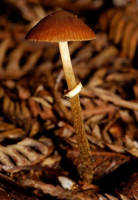 California Deathcap (Conocybe filaris)