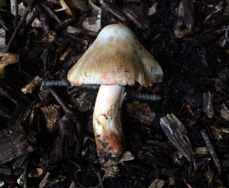 Deadly Fibrecap (Inocybe erubescens)