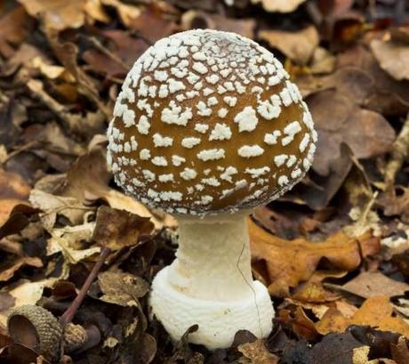 Panther Cap (Amanita pantherina)