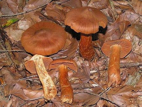 Deadly Webcap (Cortinarius rubellus)