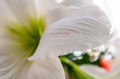 Christmas at Longwood Gardens