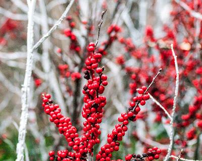 Christmas at Longwood Gardens