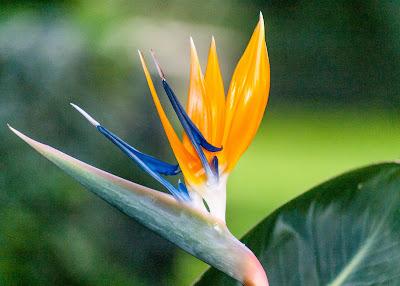 Christmas at Longwood Gardens