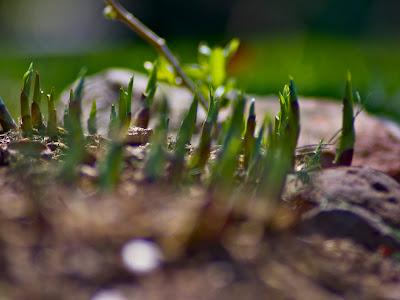 Spring in Maplewood, NJ