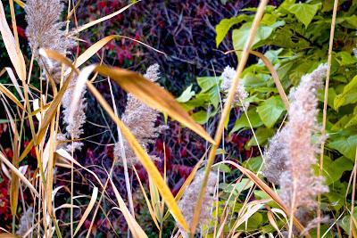 Friday Fotos: Grassiness