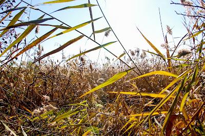 Friday Fotos: Grassiness