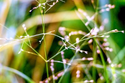 Friday Fotos: Grassiness