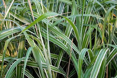 Friday Fotos: Grassiness