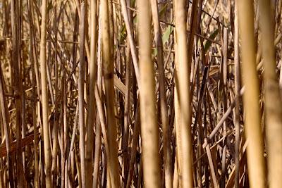 Friday Fotos: Grassiness