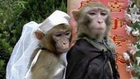 Monkeys Getting Married