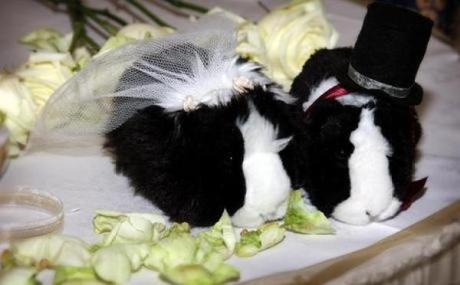 Guinea Pigs Getting Married