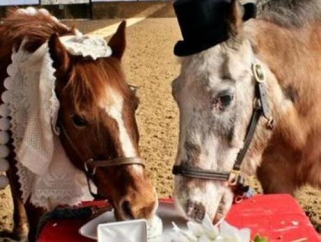 Horses Getting Married