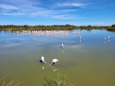 A serene view of a shallow lagoon in the Camargue region of France, surrounded by greenery, with a flock of pink flamingos standing and wading in the water under a bright blue sky. Two flamingos are in the foreground, dipping their heads into the water.