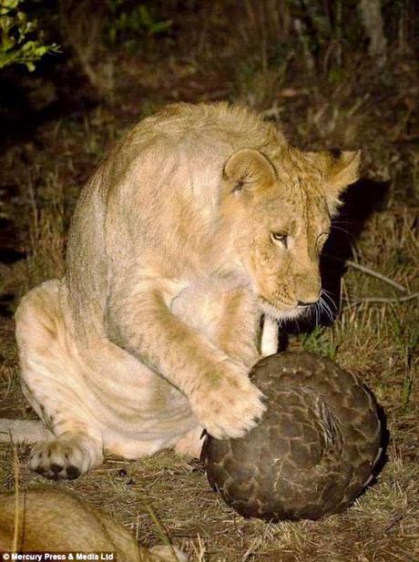 strange encounters ~ this time Pangolin in Chennai