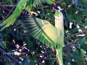 Parrots Happiness