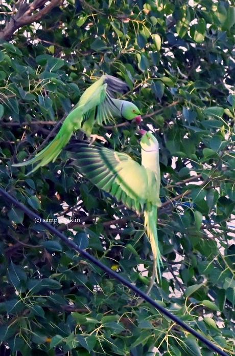 Parrots and happiness !!