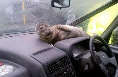 Seal travailing in a car