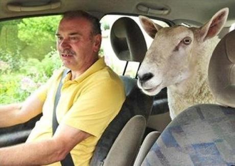 Sheep travailing in a car