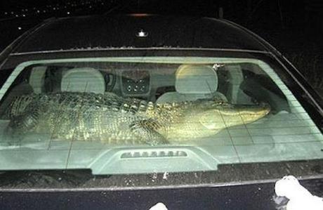 Crocodile travailing in a car