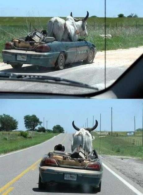 OX travailing in a car