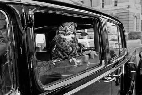 Owl travailing in a car