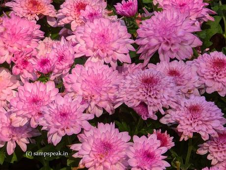 beau flowers !!  ~  Chrysanthemums