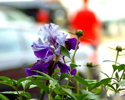 Claude 3.5 describes an iris on the street, and then we go off into the urban pastoral