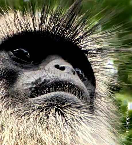 How good is your profile Pic !!  ~  Semnopithecus