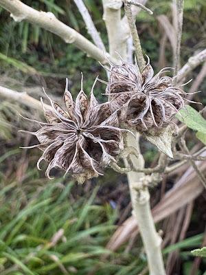 The Blackberry Garden Plant of the Year Award 2024